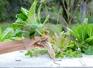 Hydroponics -vegetables - green cos photo