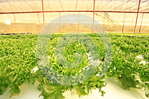 Hydroponics Vegetables Greenhouse in the Royal Agriculture Station Inthanon