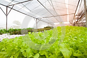 Hydroponics vegetables growing in hydroponics pipe. Modern agriculture