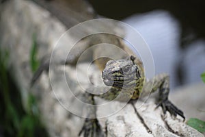 Hydrosaurus amboinensis, Indonesian Sailfin lizard