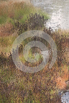 Hydrothermal Plants growing in a hot spring in Yellowstone National Park USA