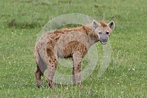 Hyena