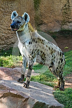 Hyena, photo