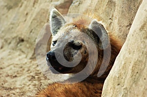 Hyena