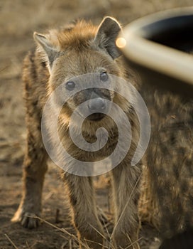 Hyena