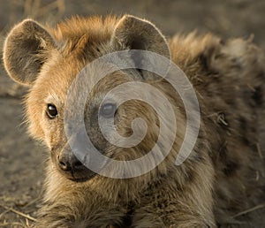 Hyena