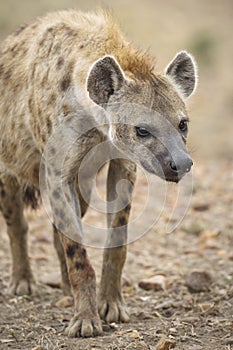 Hyena