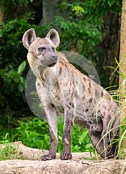 Hyena