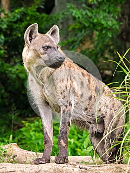 Hyena