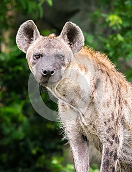 Hyena