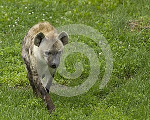 Hyena