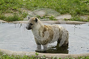 Hyena