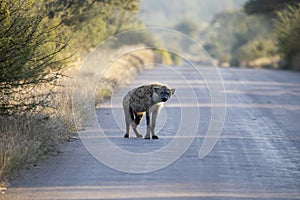 Hyena in the African savannah of South Africa, these African carnivorous mammals are enemies of lions and lycaon