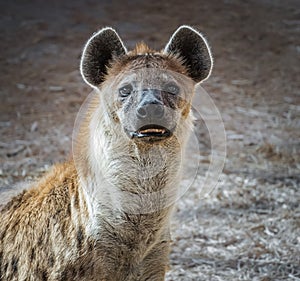 The hyena is Africas most common large carnivore. Spotted hyena portrait