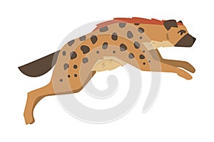 Hyena as Carnivore Mammal with Spotted Coat and Rounded Ears Running Vector Illustration