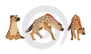 Hyena as Carnivore Mammal with Spotted Coat and Rounded Ears Sitting and Standing Vector Set