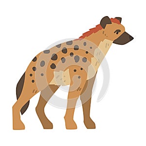 Hyena as Carnivore Mammal with Spotted Coat and Rounded Ears Standing Side View Vector Illustration