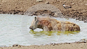 Hyena bathing in small pond, wallowing and cleaning after hunting, African Wildlife in Maasai Mara N
