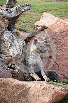 Hyena in biopark photo