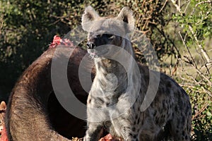 Hyena at buffalo carcass