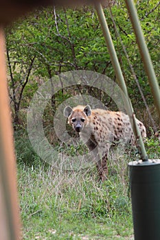 Hyena at campsite