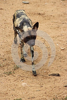 Hyena captured in Namibia