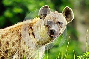 Hyena closeup