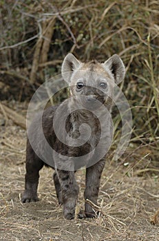 Hyena cub photo