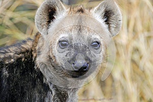 Hyena cub photo