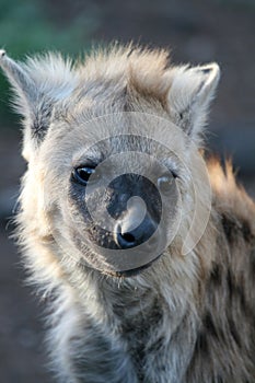 Hyena Cub