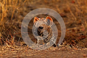 Hyena cub
