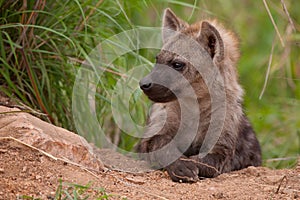 Hyena cub at den in Kruger.