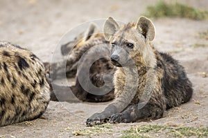 Hyena cub lying amongst its clan in Savuti Botswana