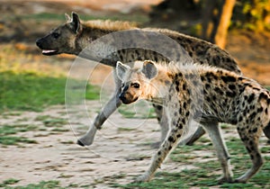 Hyena Cub, Umfolozi, South Africa photo