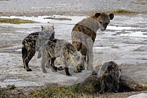 Hyena and cubs