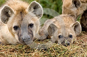 Hyena cubs in Masai Mara