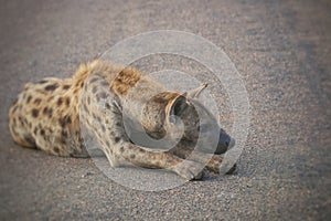 Hyena daydreaming on the road