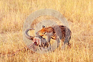 Hyena eating a pray