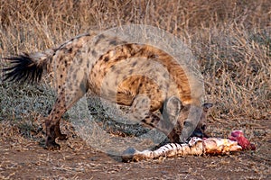 Hyena eating zebra leg