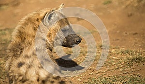 Hyena enjoying the sun of the African savannah together with her herd that live in harmony in South Africa