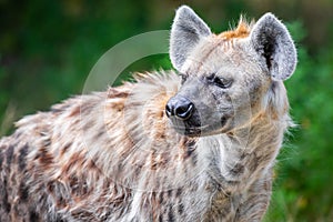 A hyena among foliage looking sideways photo
