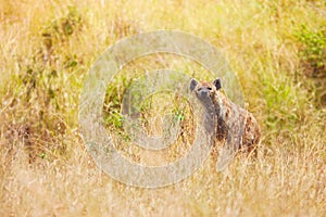 Hyena in the grass at Maasai Mara National Reserve