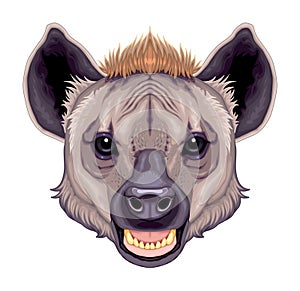 Hyena head, vector isolated animal