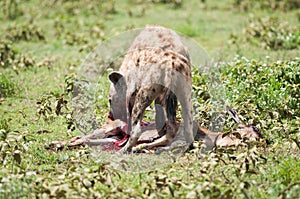 Hyena hunting, Serengeti national park, Tanzania, Africa