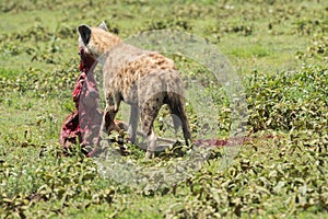 Hyena hunting, Serengeti national park, Tanzania, Africa