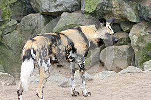 Hyena (Hyaenidae)