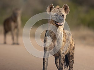 Hyena (Hyaenidae) in the Kruger national park on the blurred background