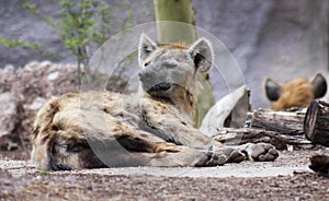 A Hyena, Hyaenidae, is Roused from its Nap
