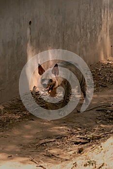 Hyena Hyaenidae Scavenger walking in the dry forest in chhatbir zoo, India. Wildlife animal