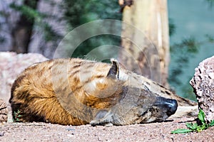Hyena Hyaenidae Sleeping at Phoenix Zoo